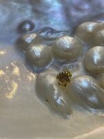 Seashell - Image 2
